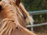 Picture of Welsh Cob (section d) close up
