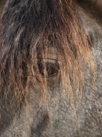 Picture of Welsh Cob (section d) close up