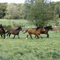 Picture of welsh cob (section d) colts & fillies, trotting and cantering across a field