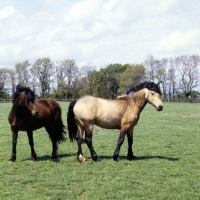 Picture of welsh cob (section d) filly & colt