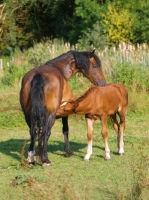 Picture of Welsh Cob (section d) foal drinking