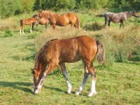 Picture of Welsh Cob (section d) foal, grazing