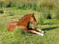 Picture of Welsh Cob (section d) foal, lying down