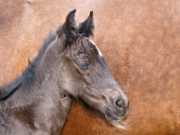 Picture of Welsh Cob (section d) foal near another horse