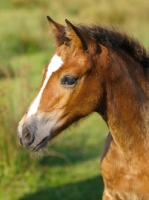 Picture of Welsh Cob (section d) foal