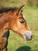 Picture of Welsh Cob (section d) foal