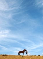 Picture of Welsh Cob (section d) in the distance