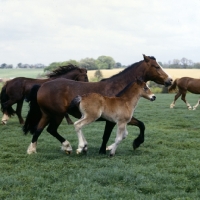 Picture of welsh cob (section d) mare & foal, trotting and cantering together