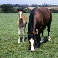 Picture of welsh cob (section d), mare and her foal