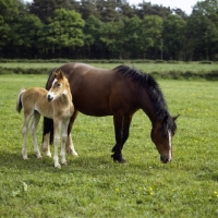 Picture of welsh cob (section d), mare and her foal