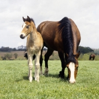 Picture of welsh cob (section d) mare and her foal