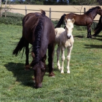 Picture of welsh cob (section d) mare and her foal