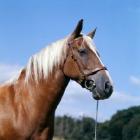 Picture of welsh cob (section d) mare, head study against blue sky