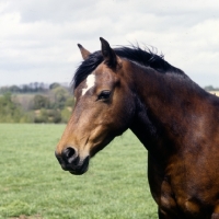 Picture of welsh cob (section d) mare, head study without bridle