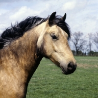 Picture of welsh cob (section d) mare head study