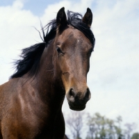 Picture of welsh cob (section d) mare, head study without bridle