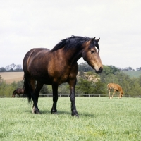 Picture of welsh cob (section d) mare in field