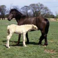 Picture of welsh cob (section d), mare with foal suckling, cream,