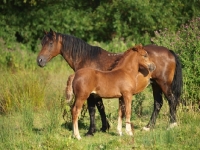 Picture of Welsh Cob (section d) mare with foal