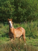 Picture of Welsh Cob (section d) near greenery