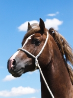 Picture of Welsh Cob (section d) on rope