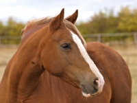 Picture of Welsh Cob (section d) portrait