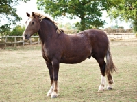 Picture of Welsh Cob (section d) posed