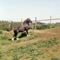 Picture of welsh cob (section d), powerful stallion with flowing tail patrolling his paddock