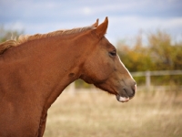 Picture of Welsh Cob (section d) profile