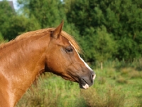Picture of Welsh Cob (section d) profile