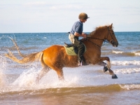 Picture of Welsh Cob (section d) running on shore