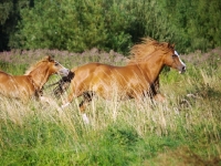 Picture of Welsh Cob (section d) running