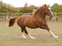 Picture of Welsh Cob (section d) running