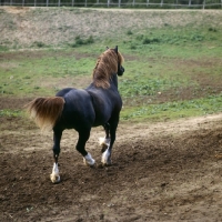 Picture of welsh cob (section d) stalion, rear view, trotting off on a mission   