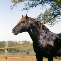 Picture of welsh cob (section d) stallion, head study, a typical stallion expression