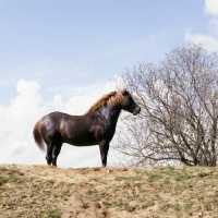 Picture of welsh cob (section d) stallion, on skyline