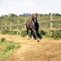 Picture of welsh cob (section d) stallion patrolling his territory