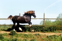 Picture of welsh cob (section d) stallion patrolling his territory