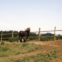 Picture of welsh cob (section d), stallion trotting round his paddock