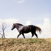 Picture of welsh cob (section d) stallion, trotting on skyline
