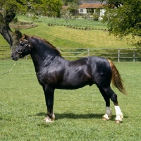 Picture of welsh cob (section d) stallion, 