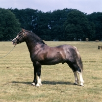 Picture of welsh cob (section d) stallion, 