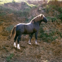 Picture of welsh cob (section d) stallion, 
