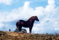 Picture of welsh cob (section d) stallion