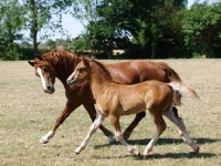 Picture of Welsh Cob (section d) walking together