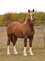 Picture of Welsh Cob (section d), with stocking markings