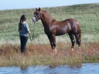 Picture of Welsh Cob (section d) with woman