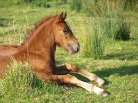 Picture of Welsh Cob (section d)