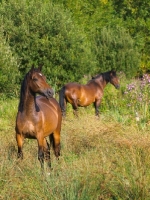 Picture of Welsh Cob (section d)