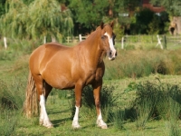 Picture of Welsh Cob (section d)